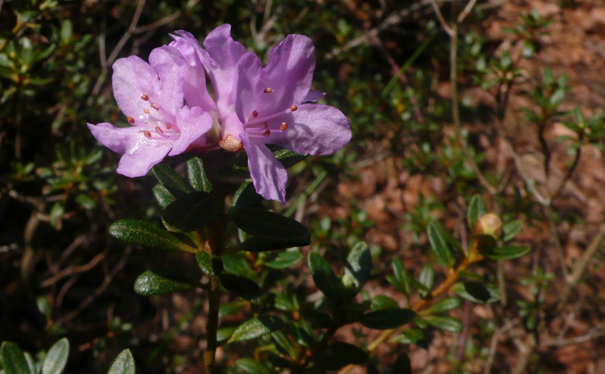 Rhododendron complexum flower