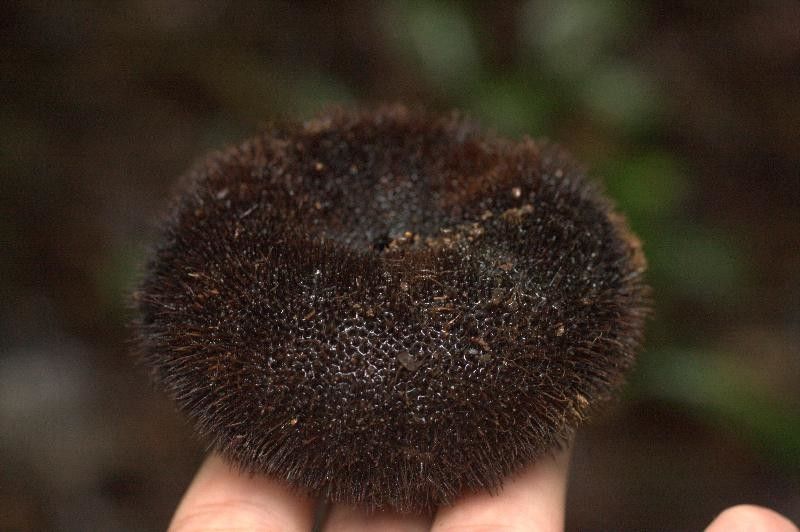 Apeiba petoumo fruit