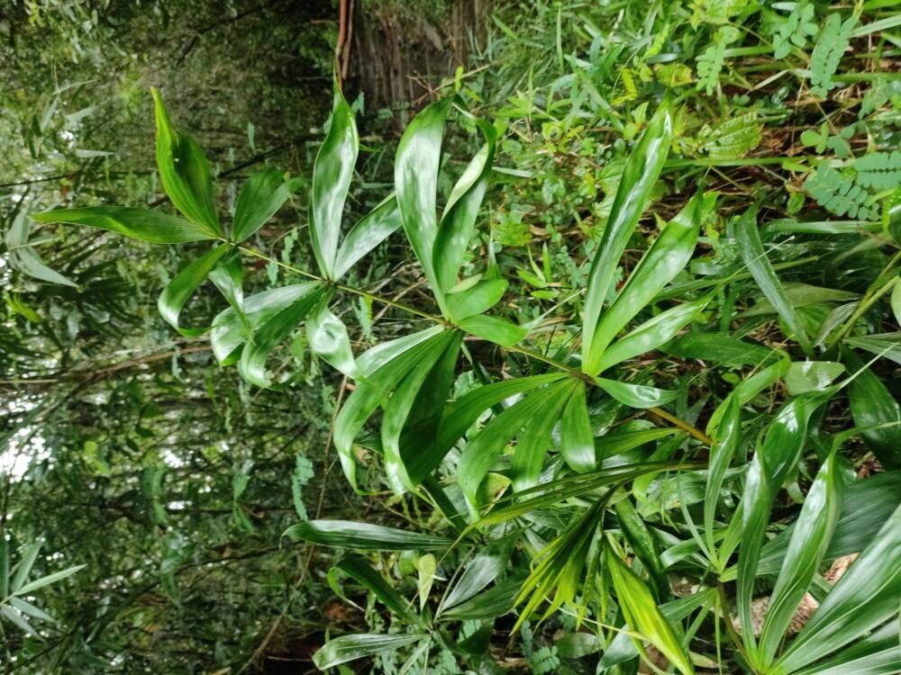 Dypsis fasciculata other
