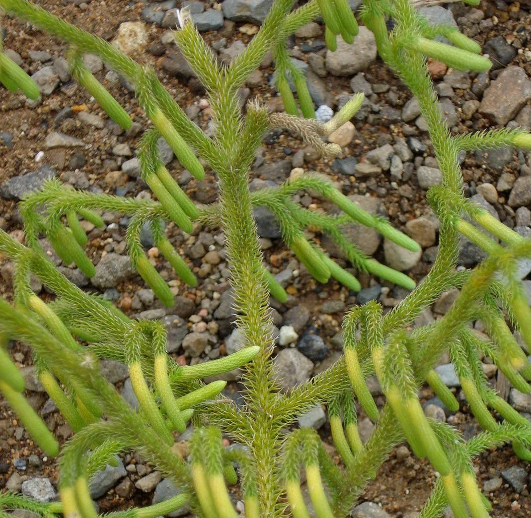 Lycopodiella glaucescens habit