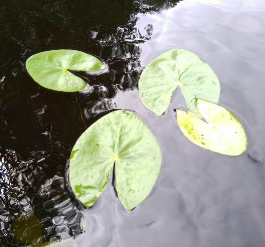Nymphaea tetragona leaf