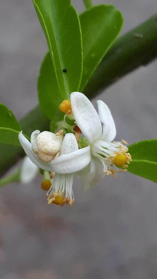 Citrus × aurantiifolia flower