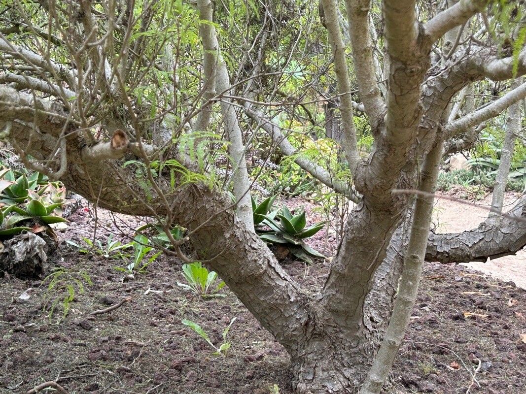 Lysiloma watsonii bark