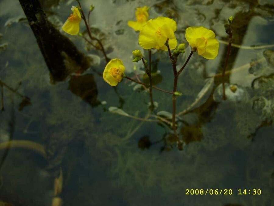Utricularia australis leaf