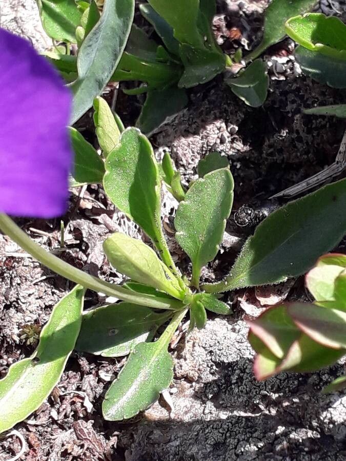 Viola calcarata — search result for 'Violaceae'