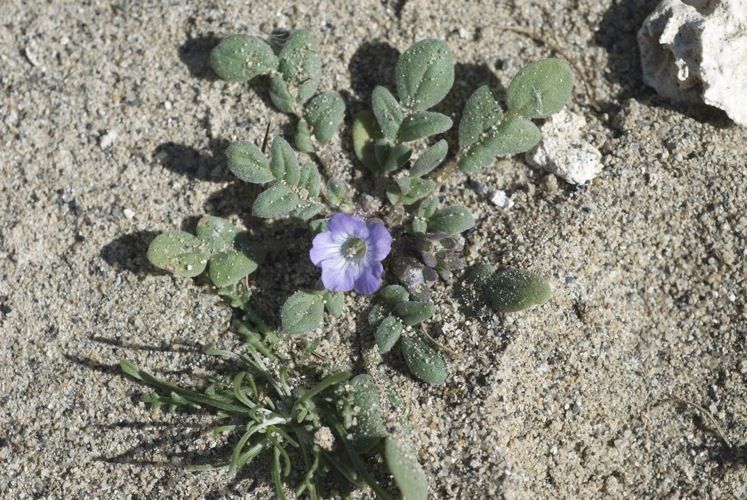 Phacelia douglasii habit