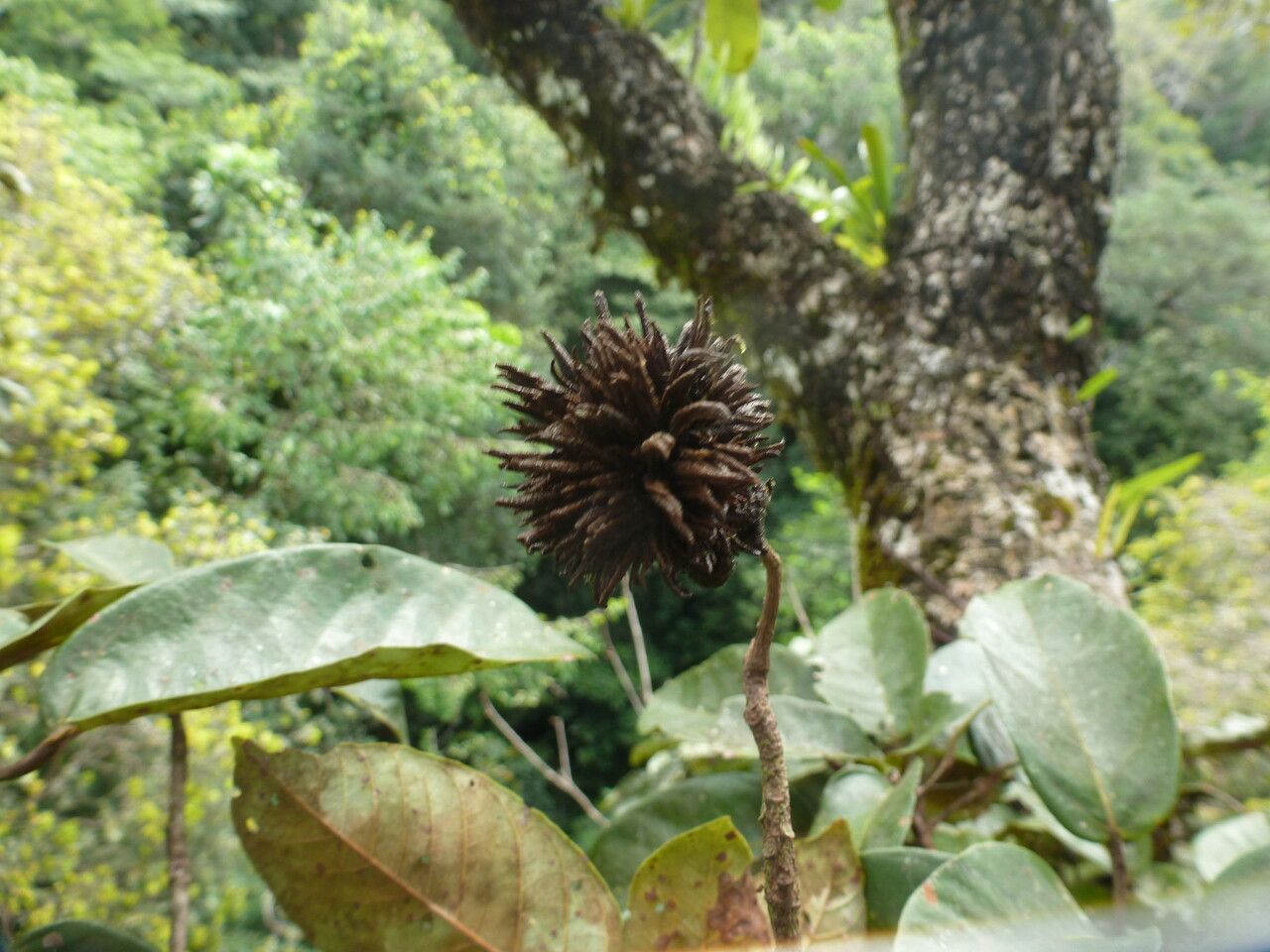 Sterculia pruriens fruit