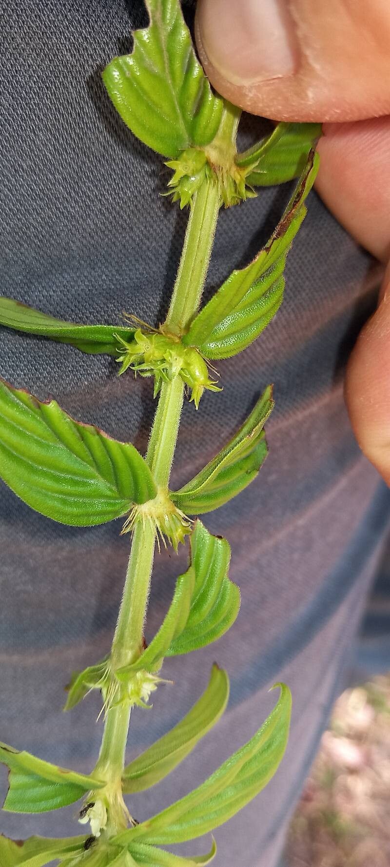 Hexasepalum sarmentosum flower