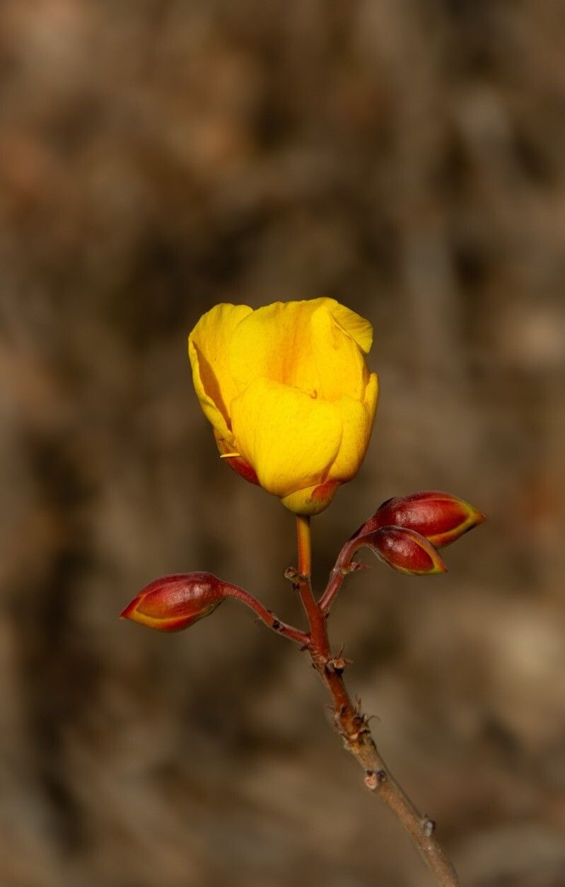 Cochlospermum regium flower