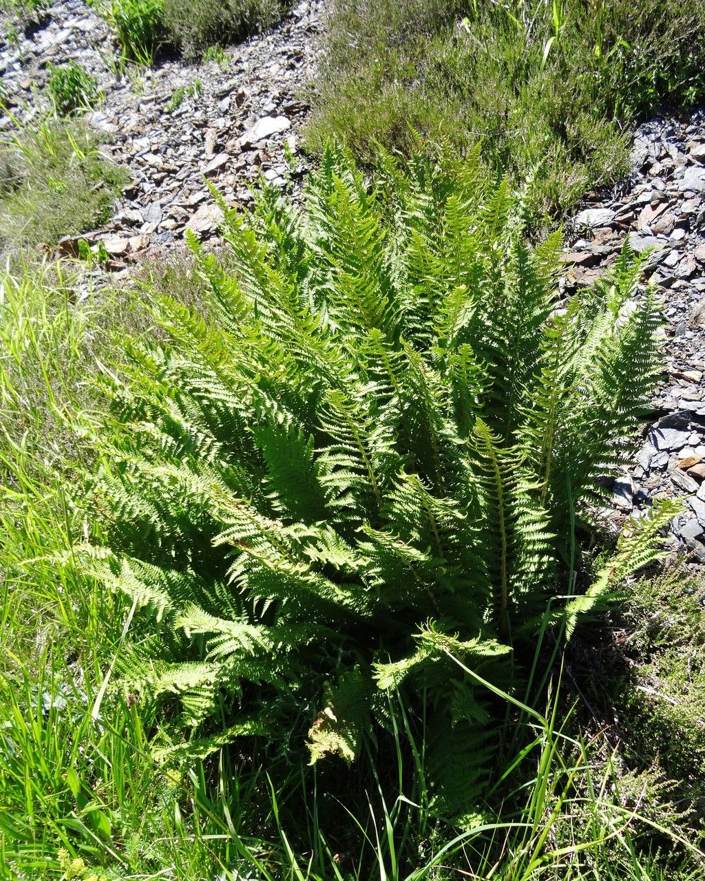 Dryopteris oreades habit