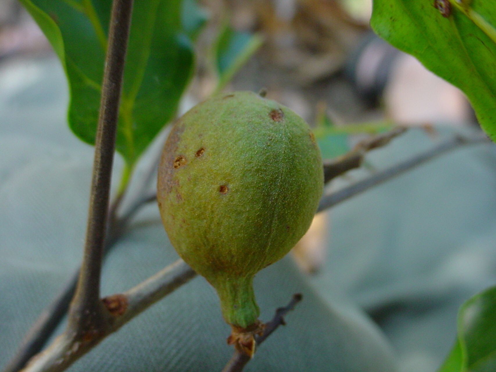 Cupaniopsis trigonocarpa fruit