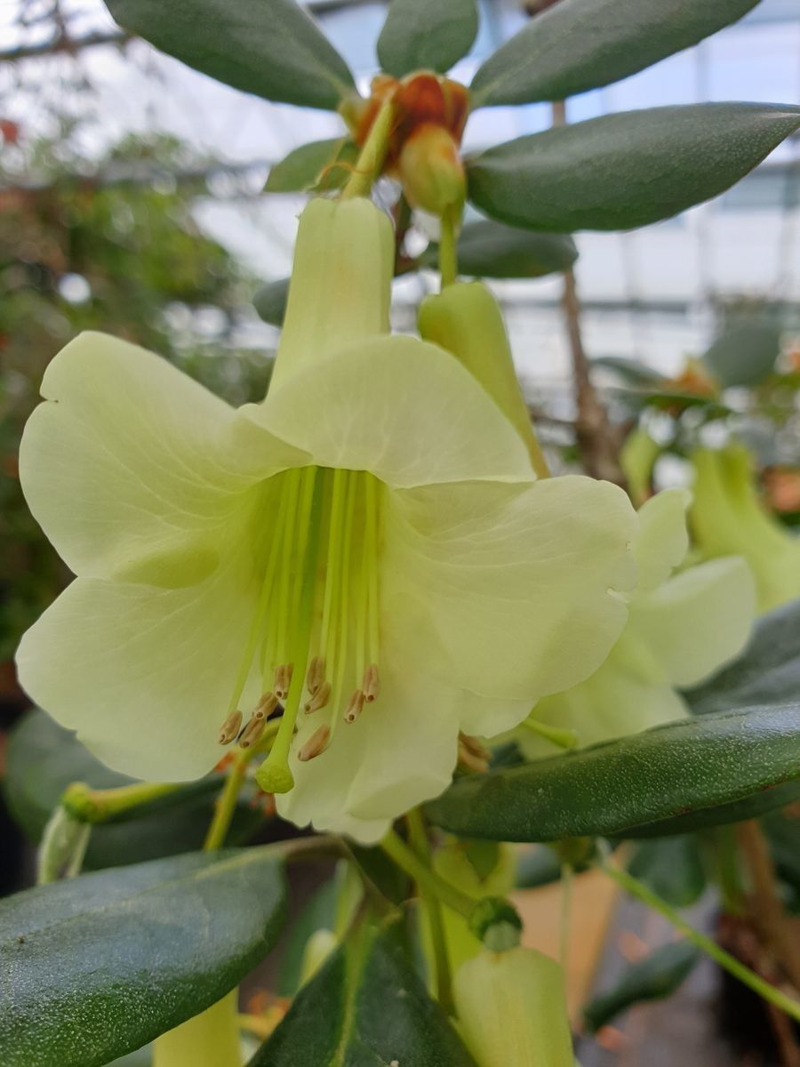 Rhododendron flavoviride flower