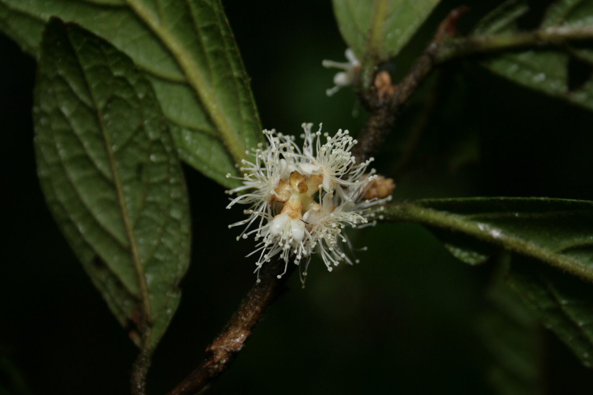 Symplocos cochinchinensis flower