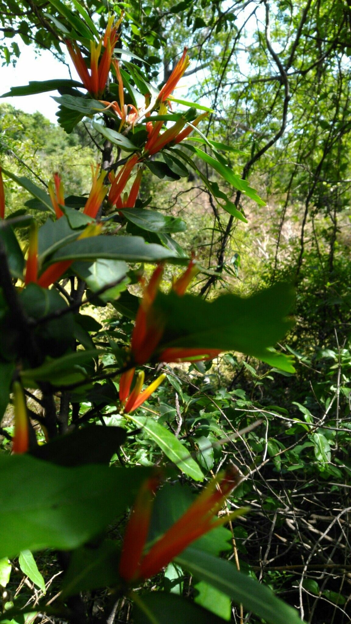 Turraea lanceolata — houseplant care guide