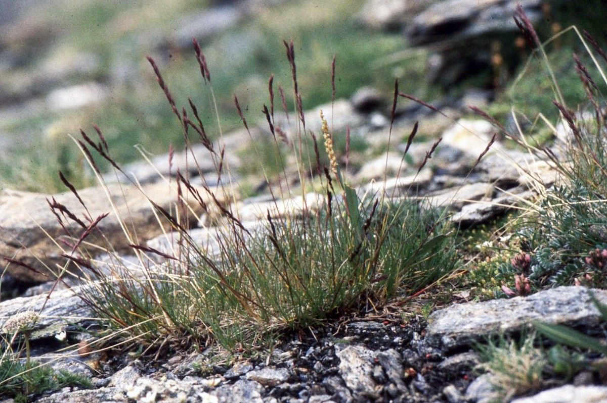 Festuca violacea habit
