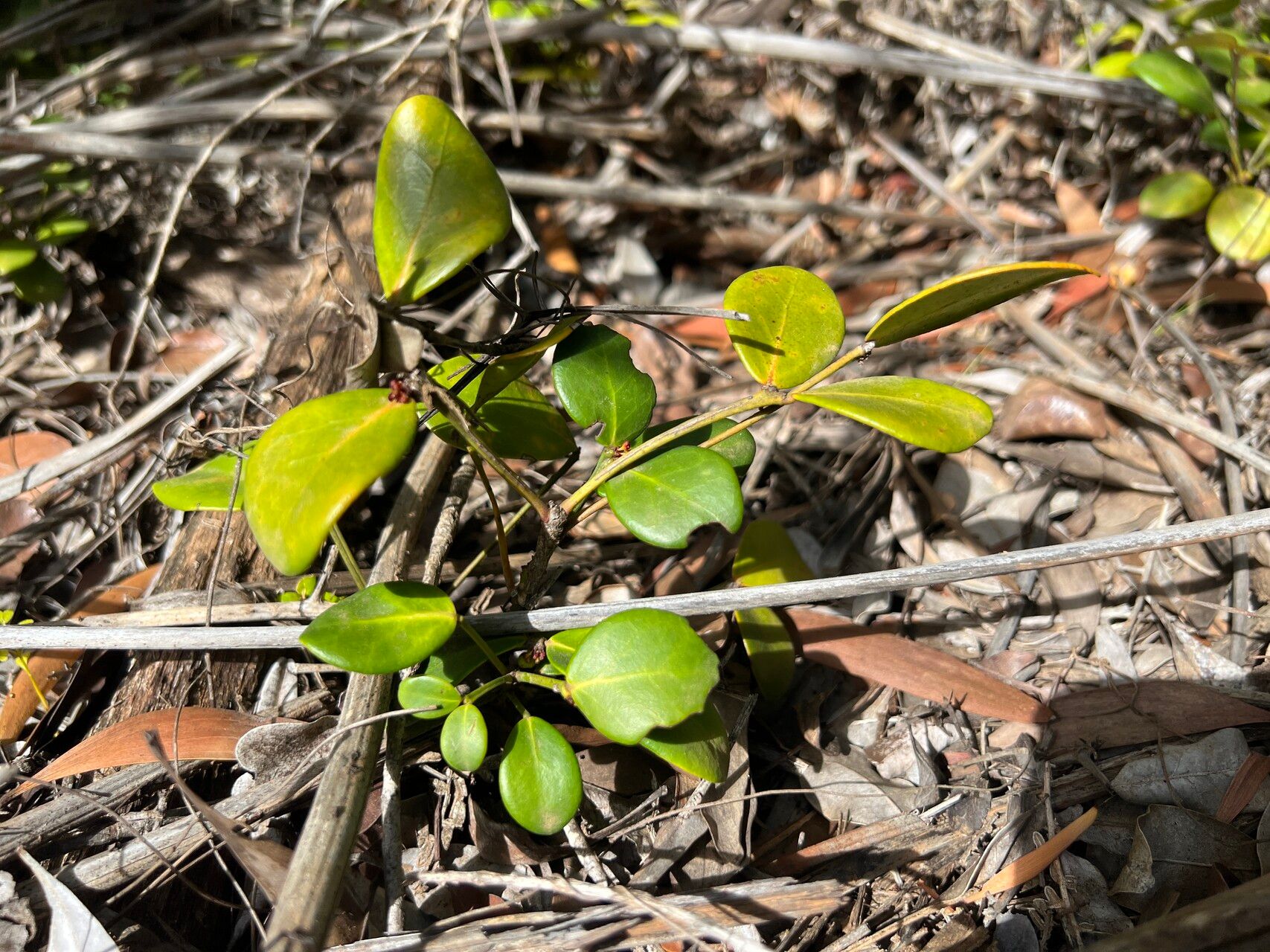 Phyllanthus conjugatus leaf