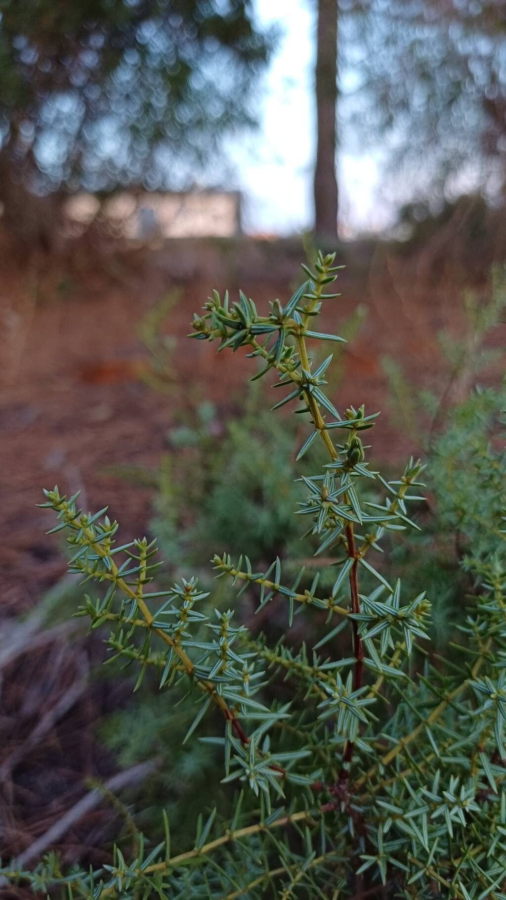 Juniperus navicularis leaf