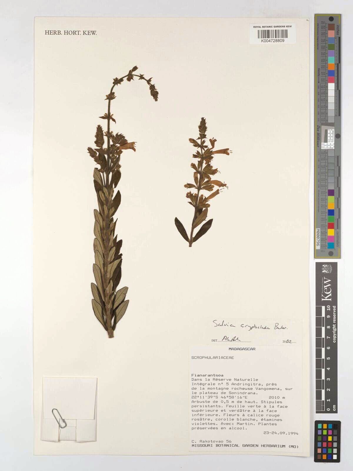 Salvia cryptoclada — houseplant care guide