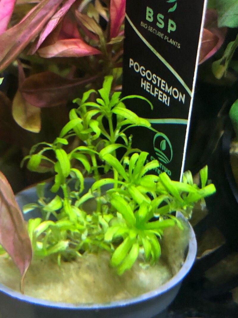 Pogostemon helferi — houseplant care guide