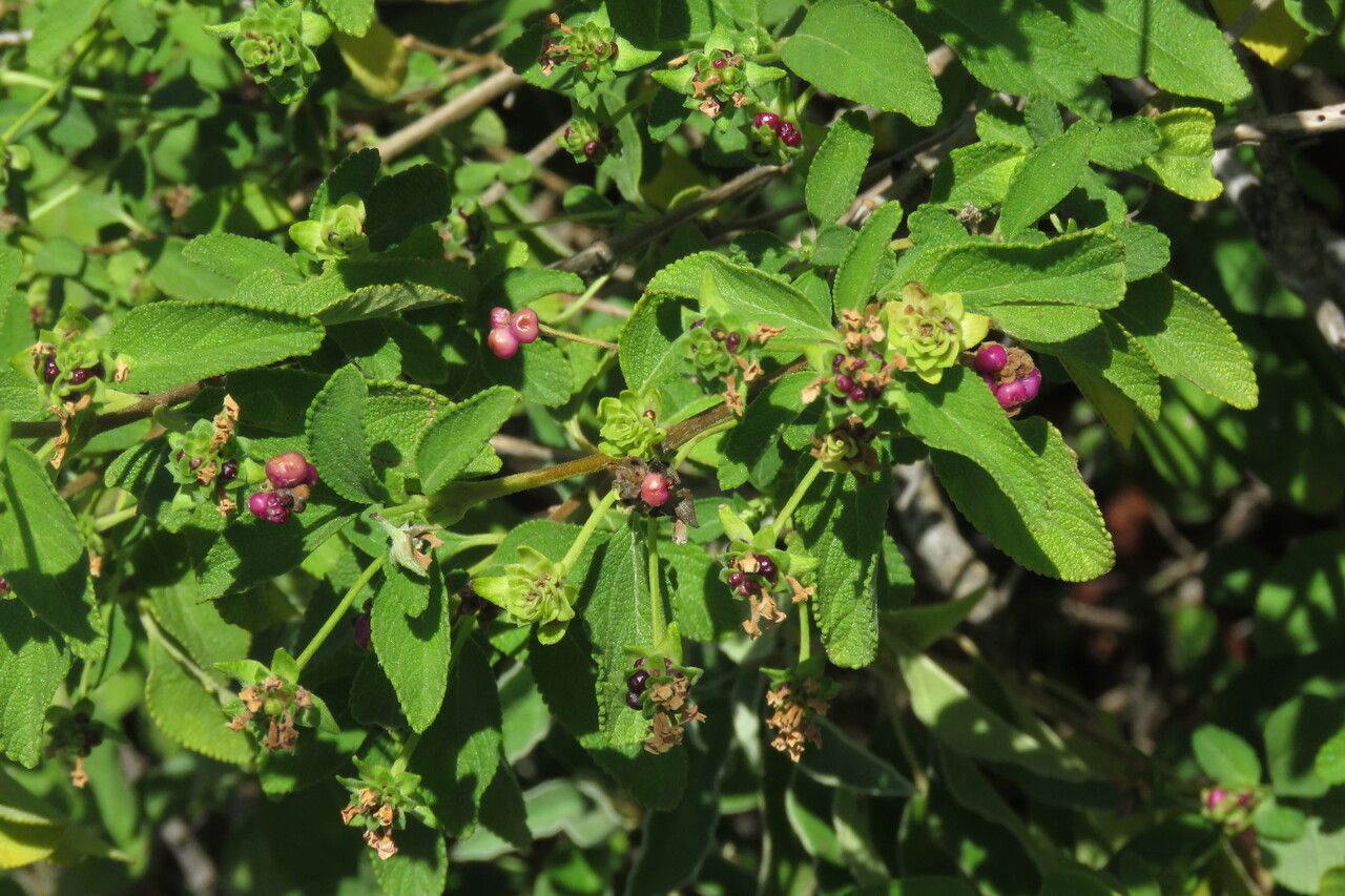 Lantana involucrata — search result for 'Verbena'
