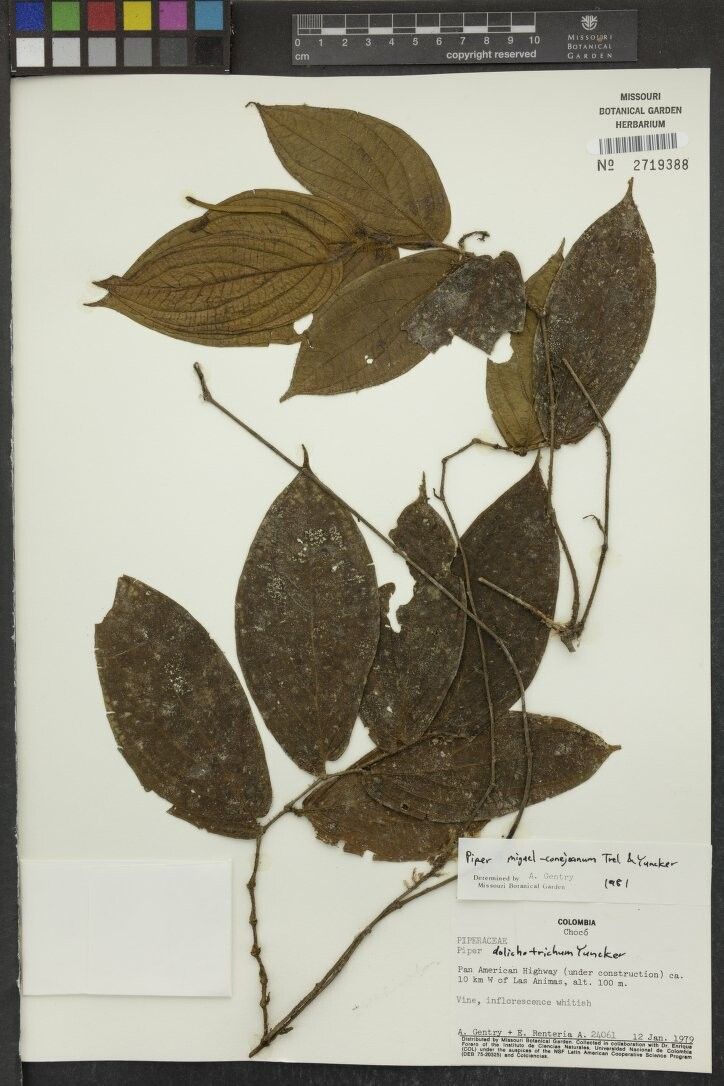 Piper dactylostigmum — houseplant care guide