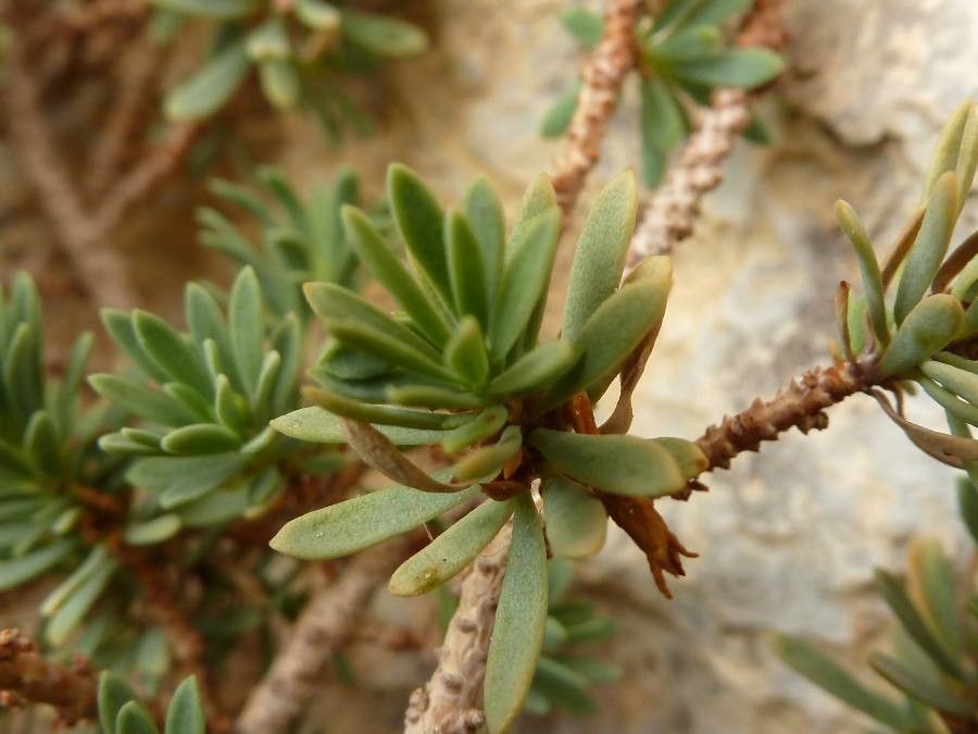 Thymelaea dioica bark