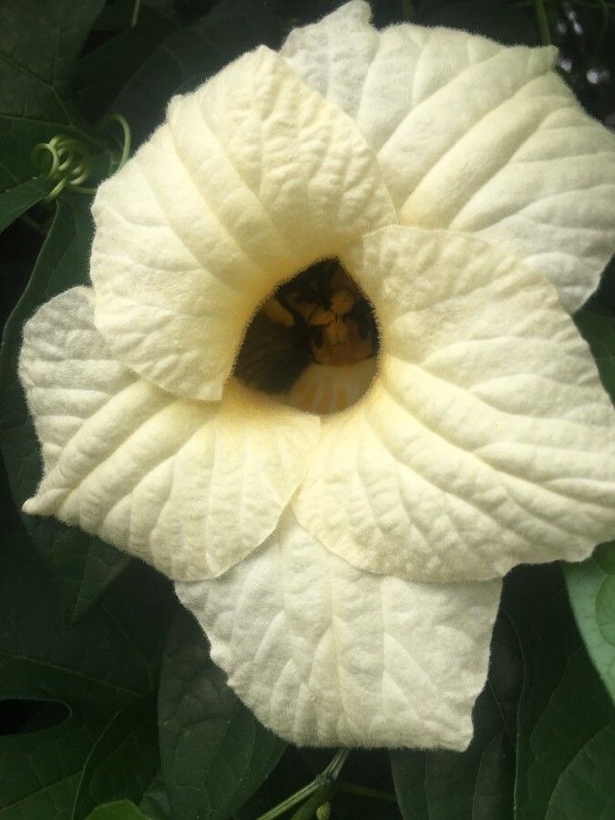 Momordica cochinchinensis flower