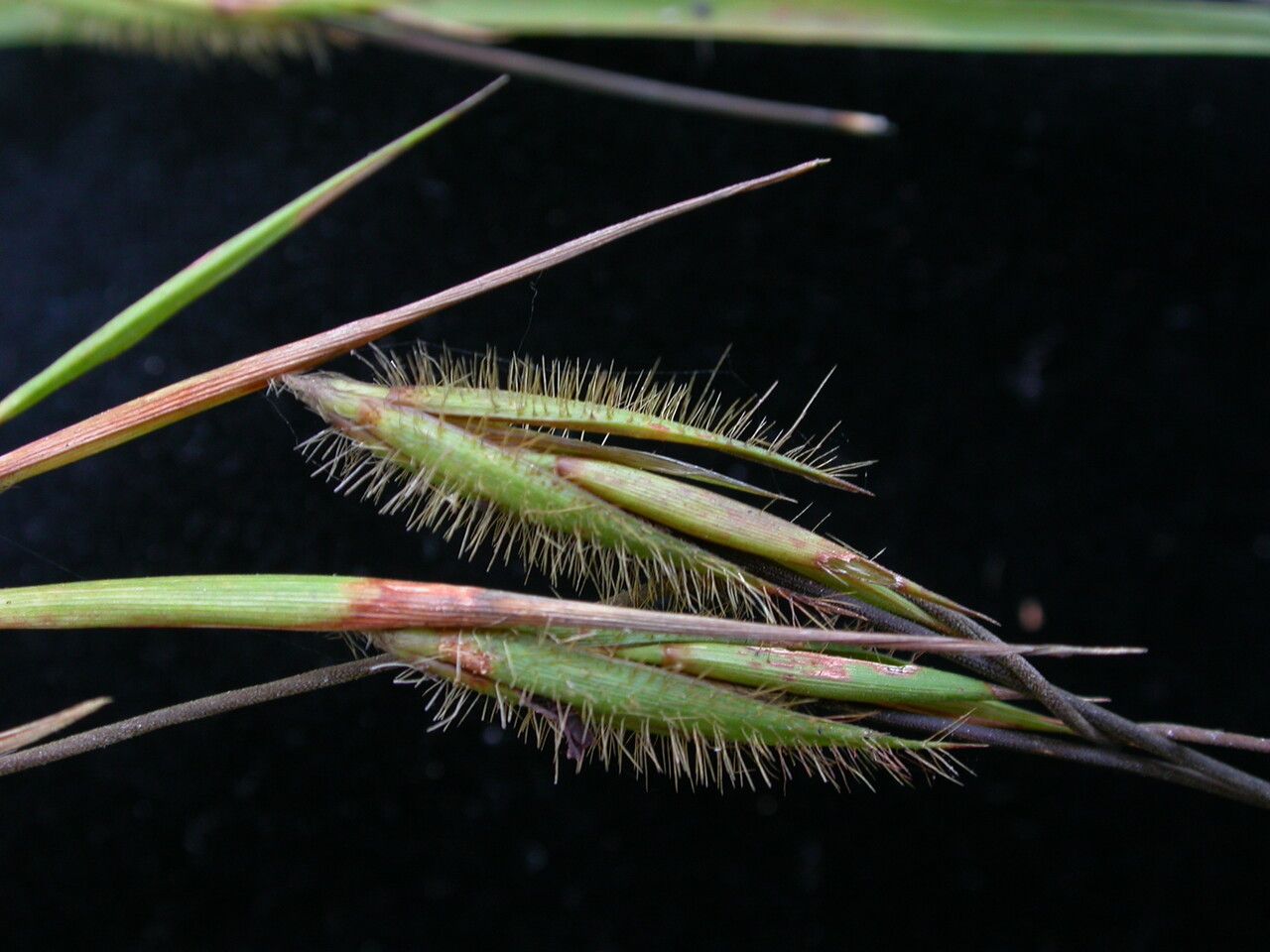 Themeda arundinacea fruit