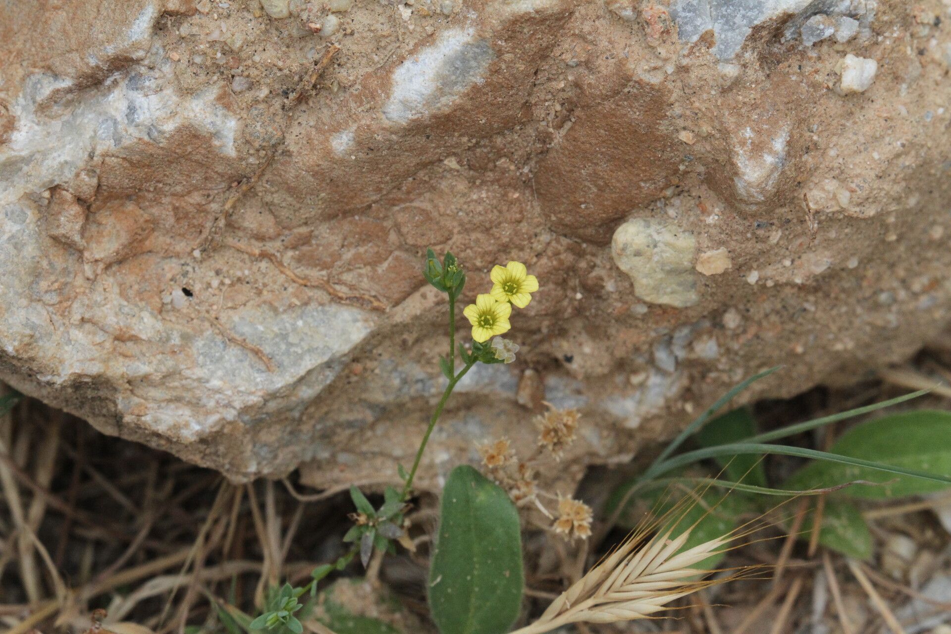 Linum corymbiferum flower