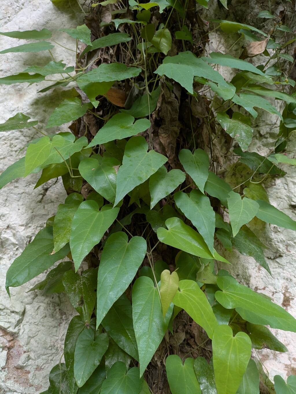 Aristolochia kongkandae — search result for 'Aristolochia'