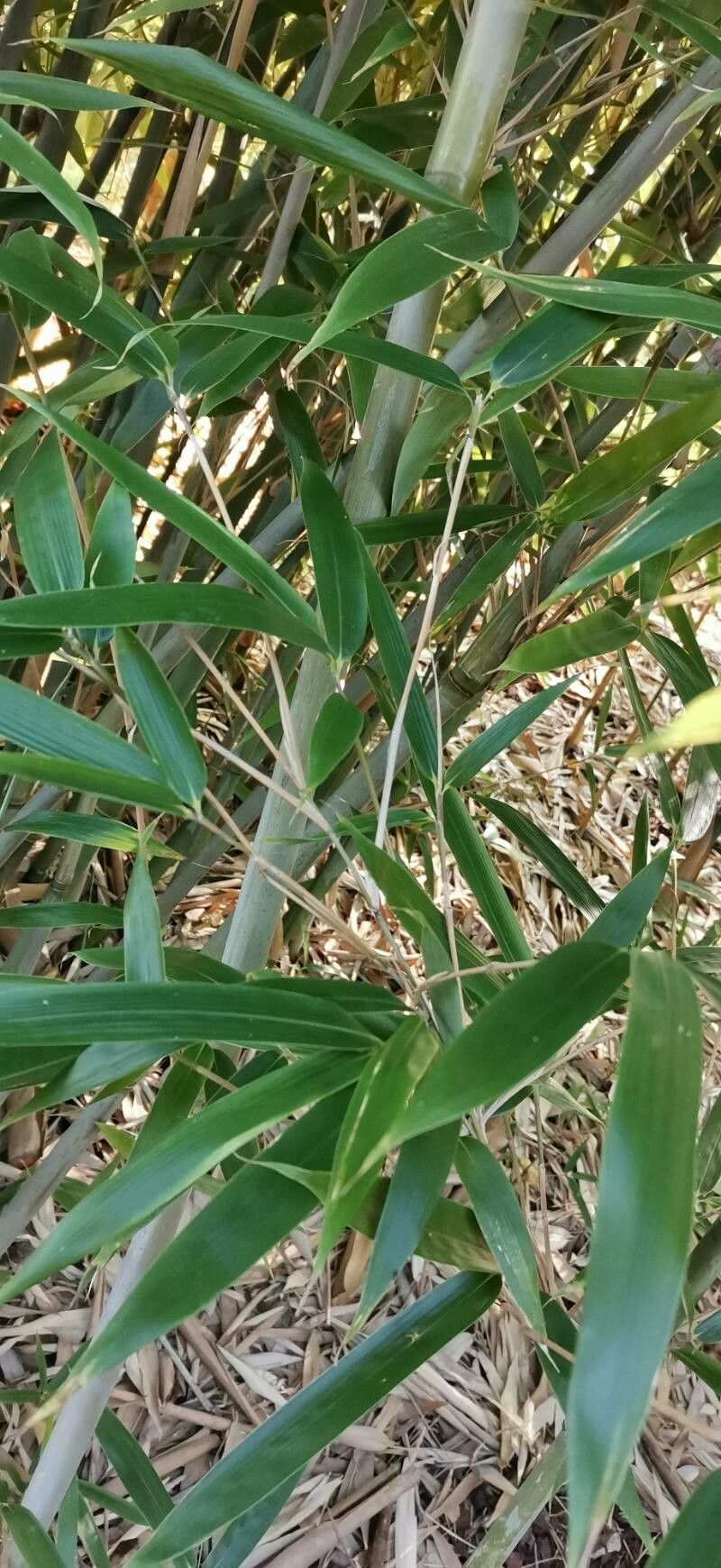 Bashania fargesii leaf