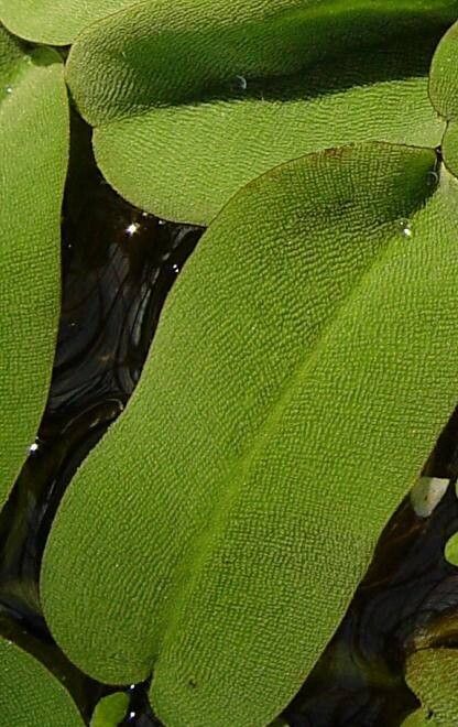 Salvia oblongifolia — houseplant care guide