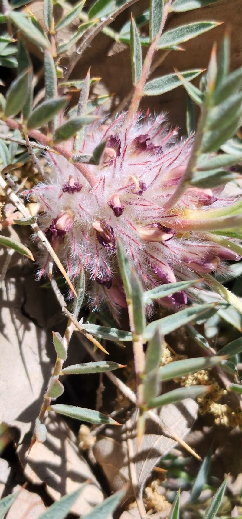 Astragalus tricholobus fruit