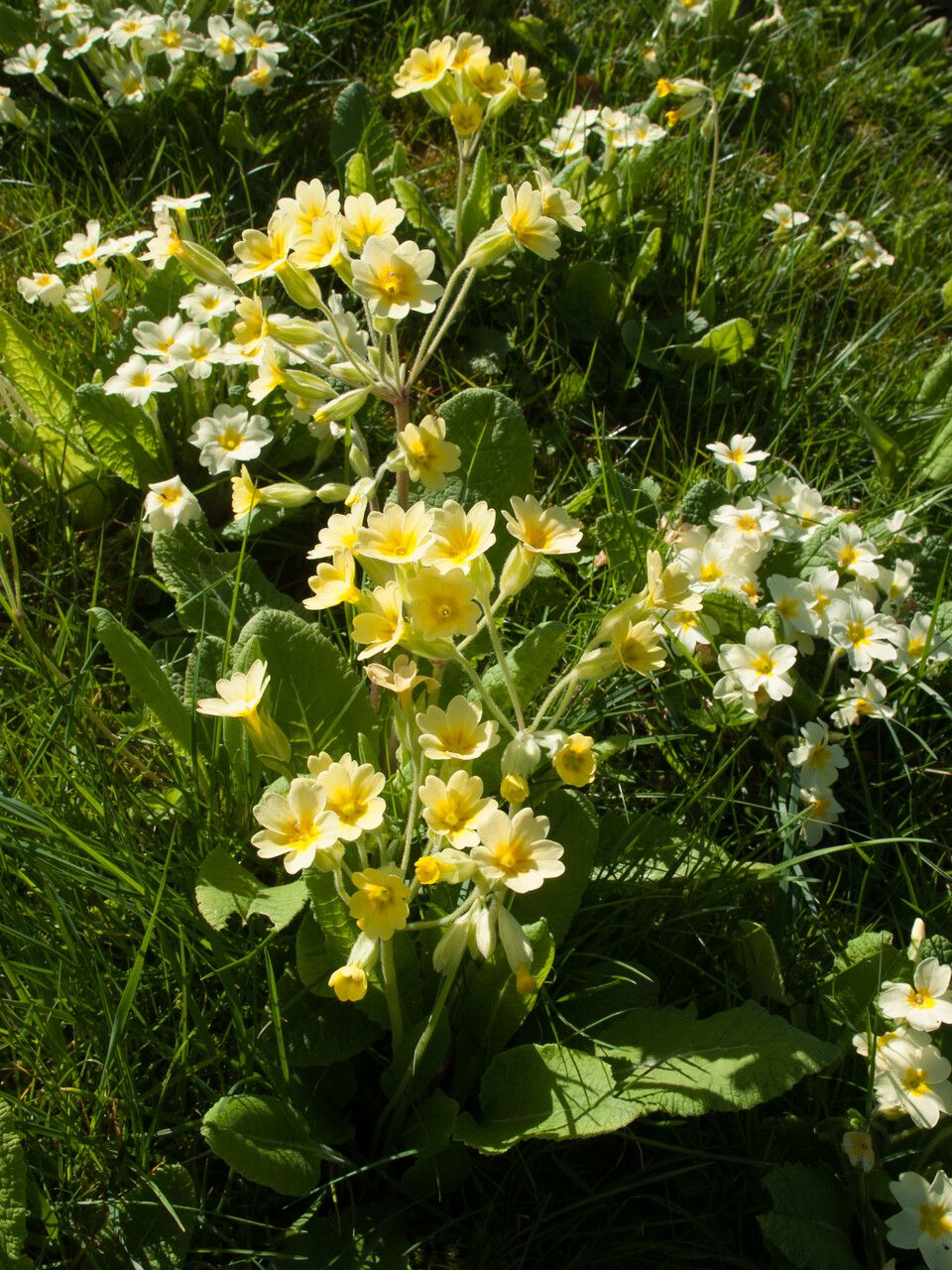 Primula × polyantha habit