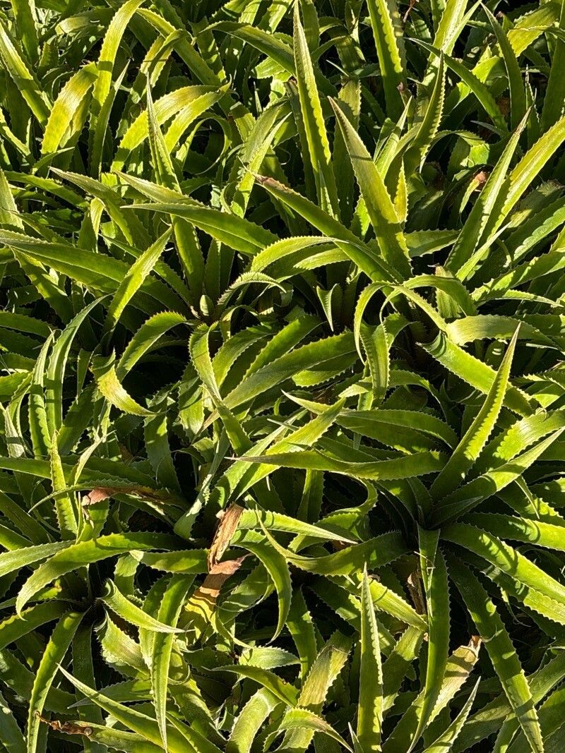 Bromelia flemingii — related species from the same genus