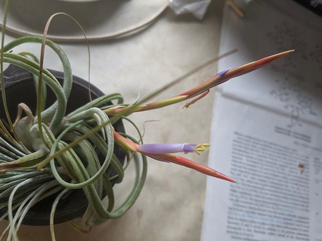 Tillandsia bulbosa flower