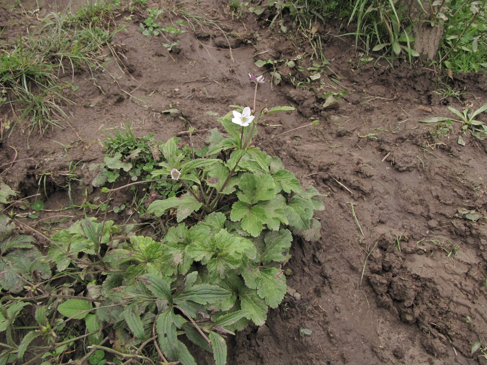 Eriocapitella rivularis habit