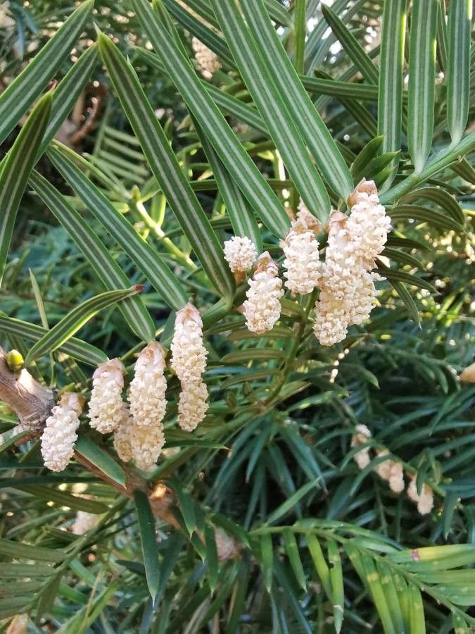 Torreya californica flower