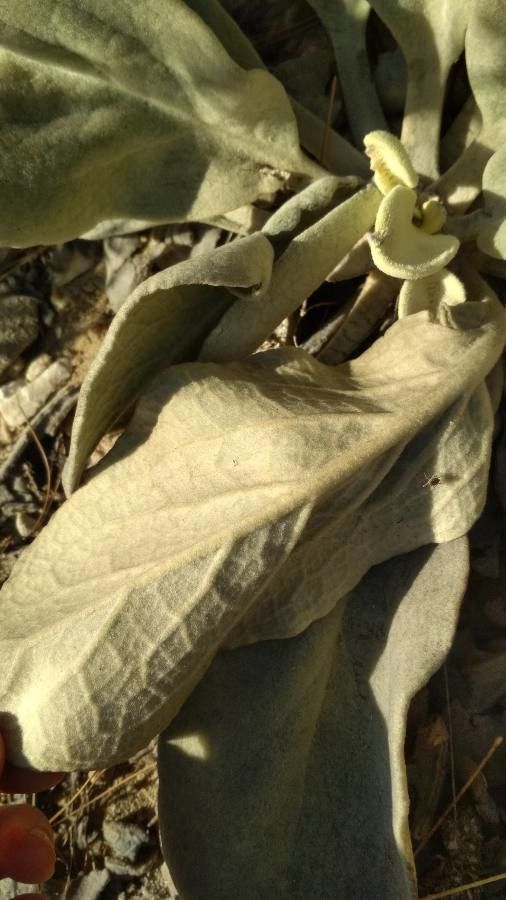 Verbascum nevadense — search result for 'Verbascum'