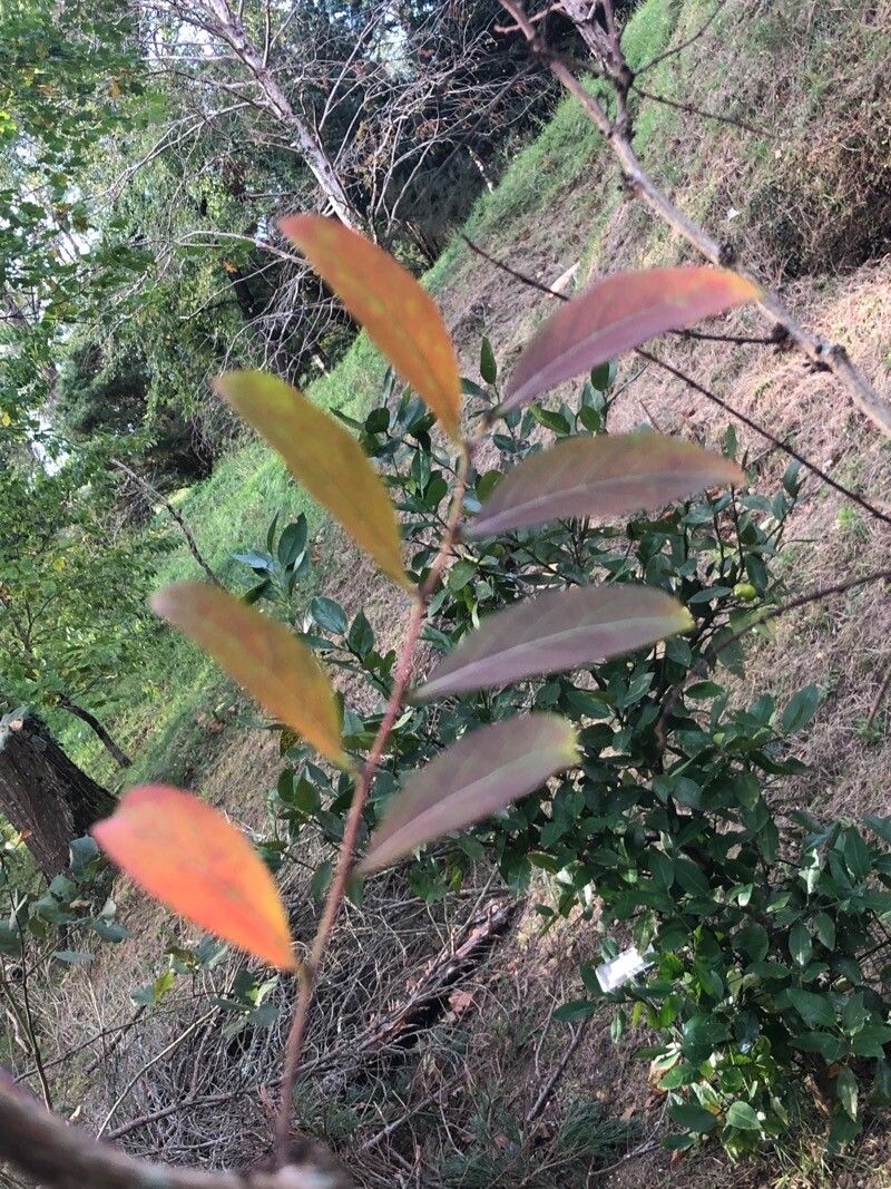 Glochidion phyllanthoides — houseplant care guide