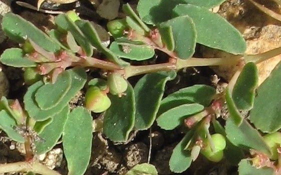 Euphorbia humifusa fruit