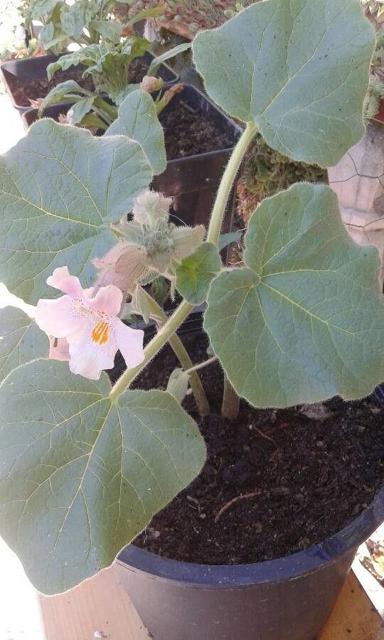 Proboscidea louisianica flower