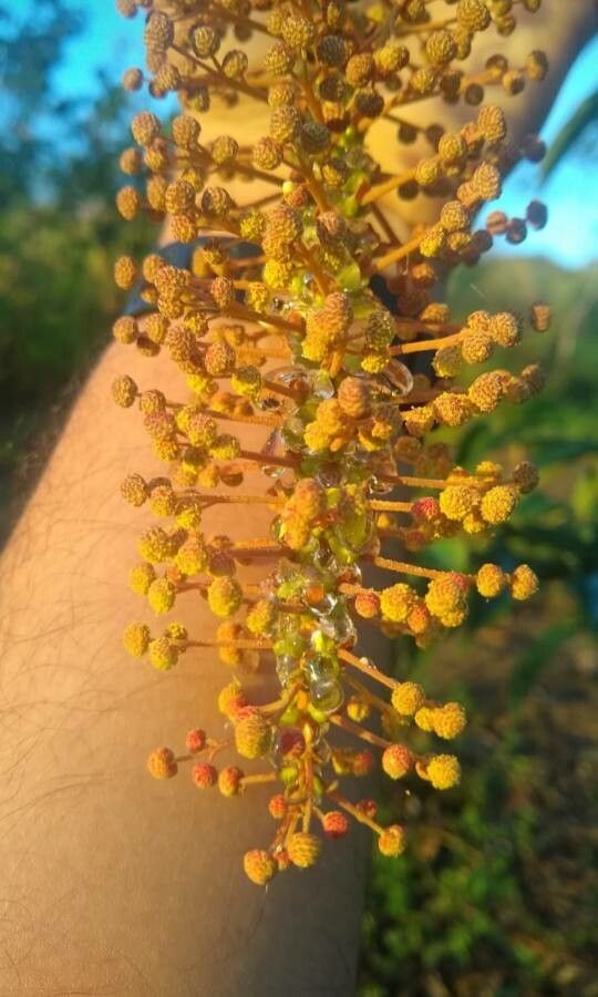 Mabea fistulifera flower