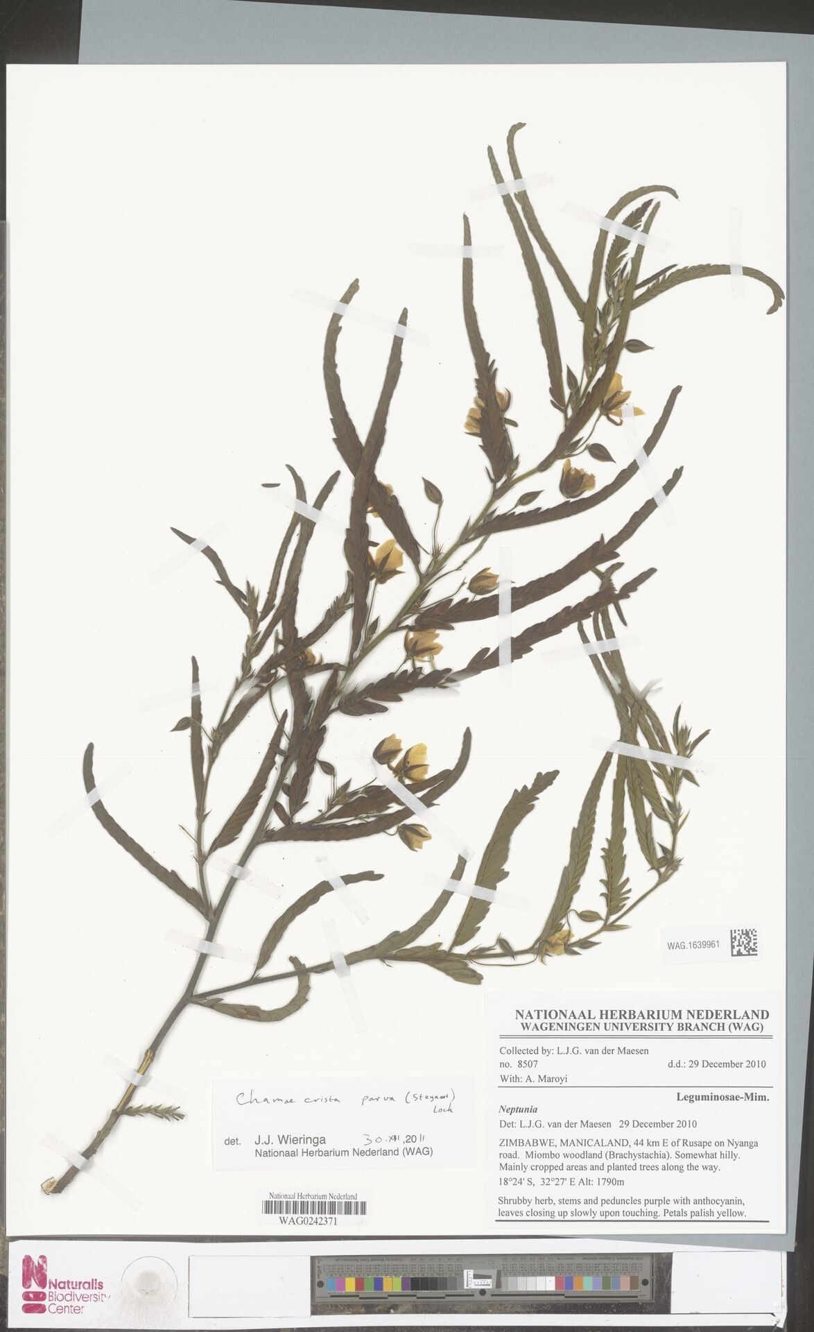 Chamaecrista parva — houseplant care guide