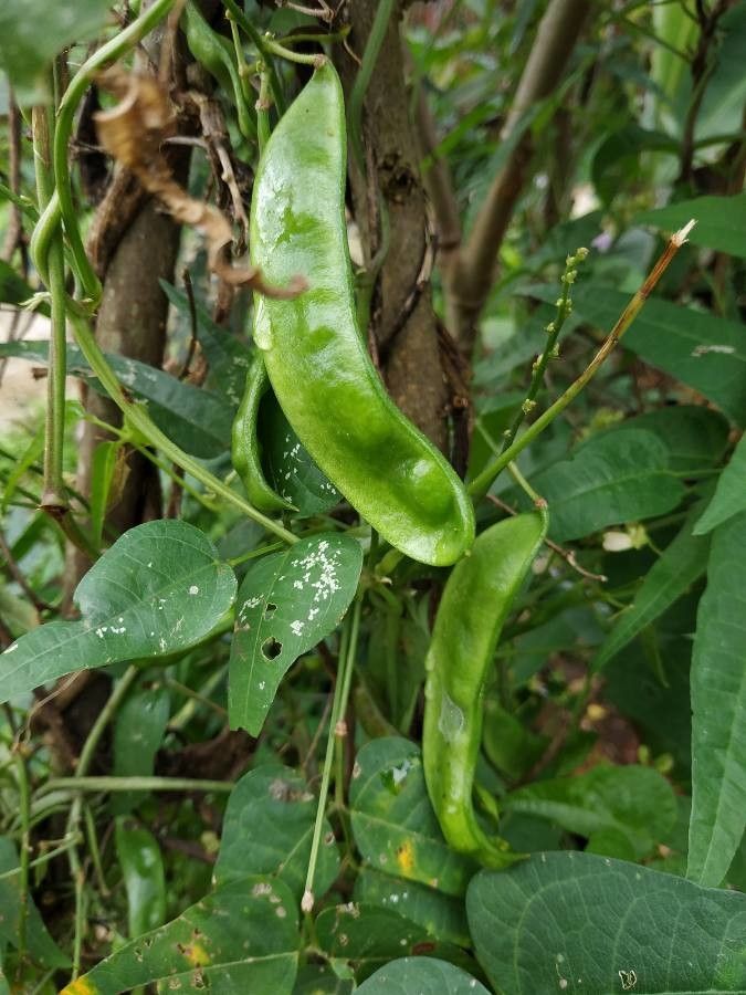 Phaseolus lunatus fruit