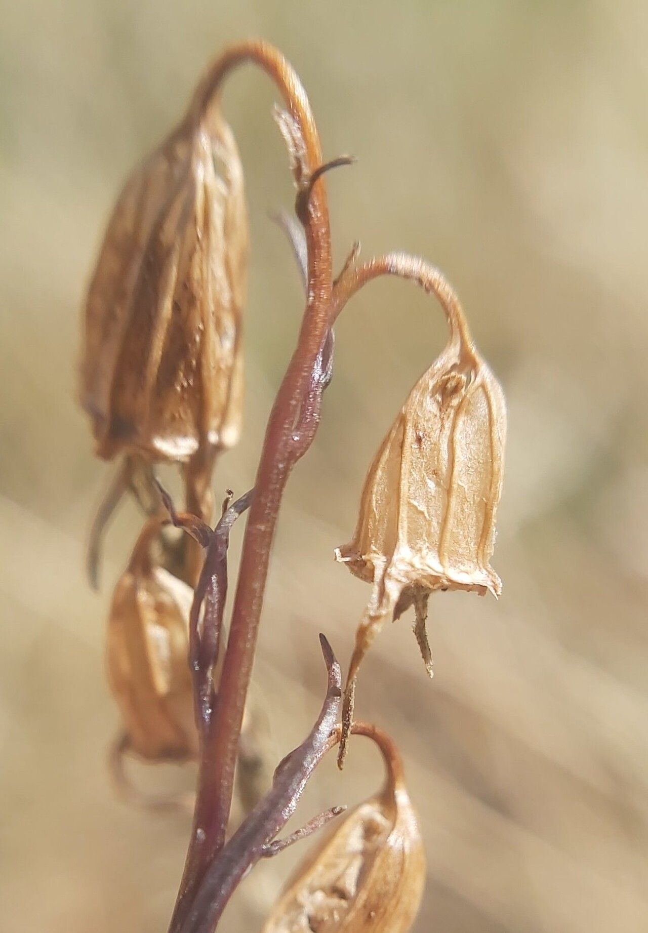 Campanula trojanensis fruit