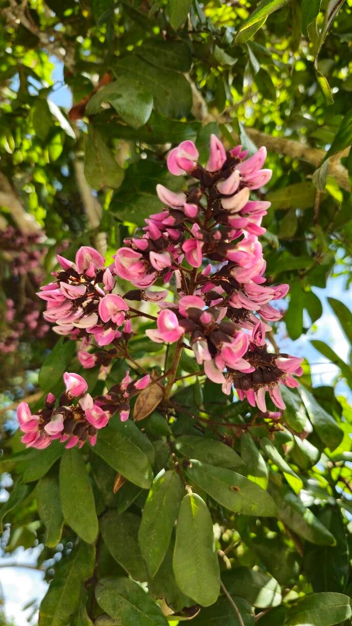 Andira nitida flower