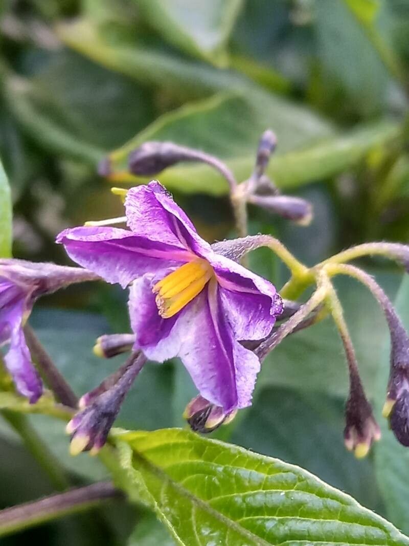 Solanum muricatum flower