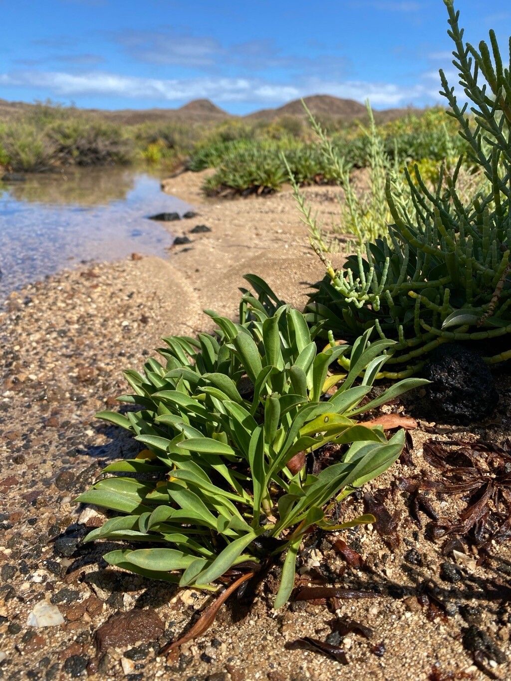 Limonium bollei — houseplant care guide