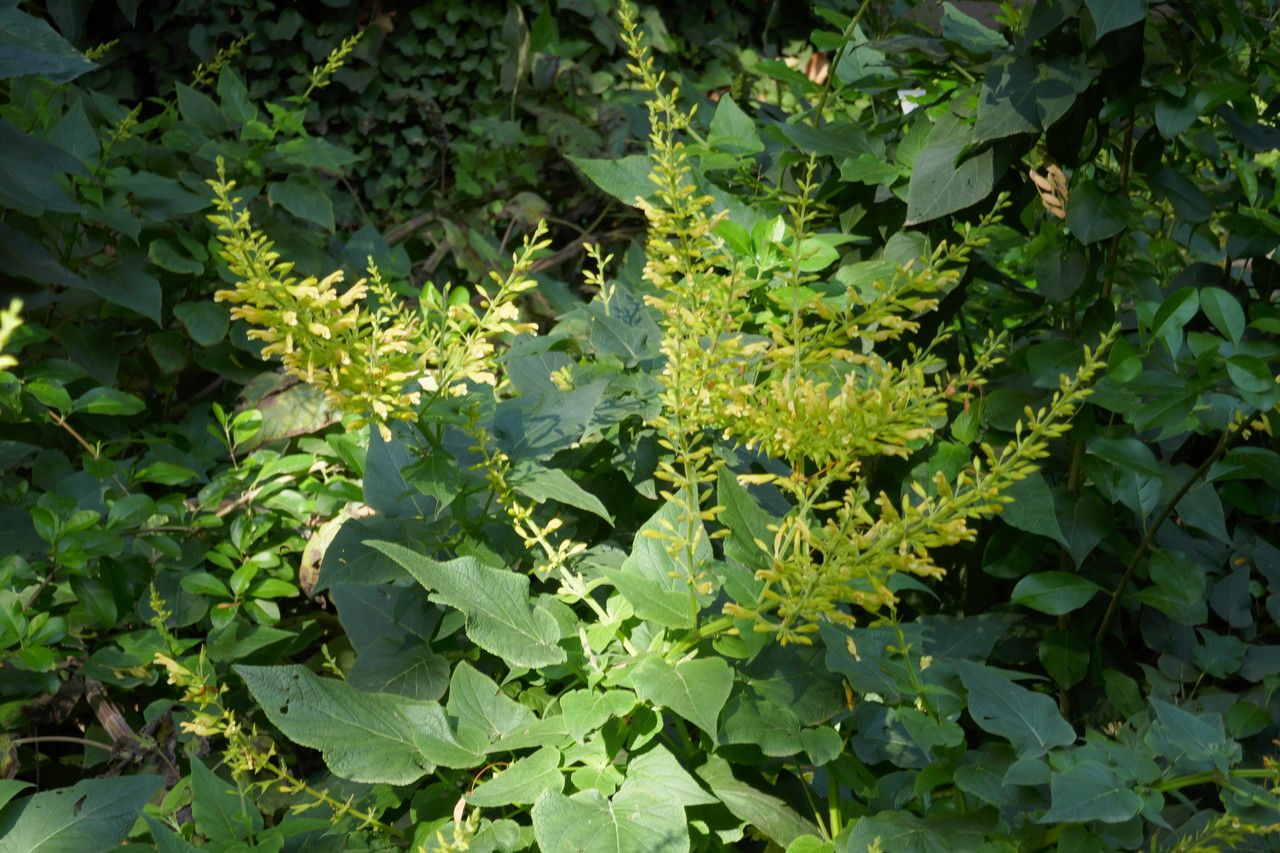 Salvia madrensis habit